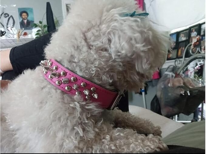 Adjustable Genuine Leather Spiked Studded Dog Collars for Small Medium Large Pets Like Pit Bull Bulldog Pugs Husky (L, Yellow1)