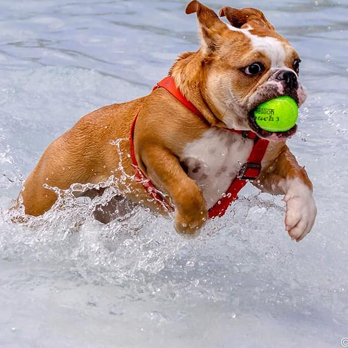 Teloon Pressure Training Tennis Balls-12 or 18 Count-Mesh Carry Bagļ¼4 Colors Availableļ¼Pressureless Training Exercise Tennis Balls for Beginners.