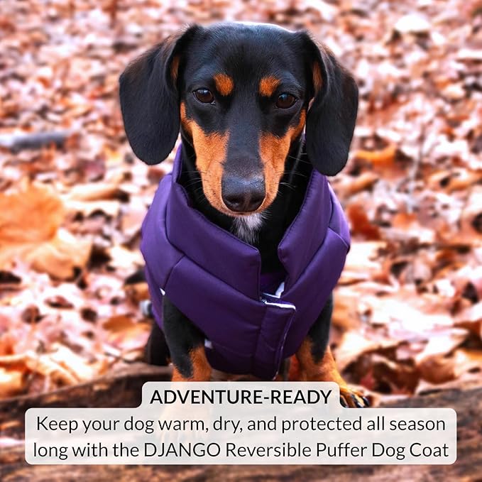 DJANGO Reversible Puffer Dog Coat – Warm Winter Dog Jacket & Water-Repellent Insulated Dog Coat w/Harness Hole, Windproof, Adjustable Fit for Small & Medium Dogs, Dachshunds – Violet Purple, Large