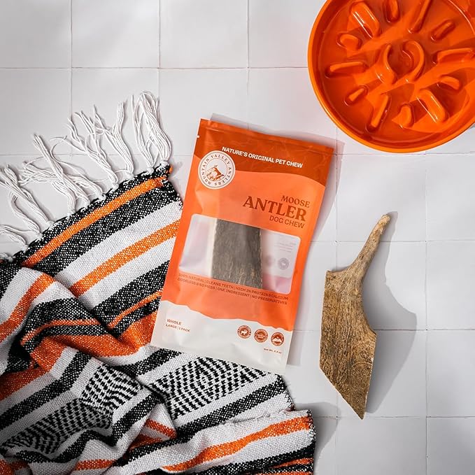 Mountain Valley Moose Antlers for Dogs - 100% Natural & Organic Chew for Aggressive Chewers, No Odor, No Mess, Long Lasting - Wild-Foraged Naturally Shed Antlers in USA - Grade A, Whole Large (1 Pack)