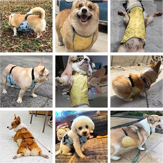 Waterproof Belly Shield for Corgis & Dachshunds – Adjustable underbelly Protector. Male/Female Designs. Stays Dry in rain, mud & Grass. Ideal for Sensitive Skin (Blue - Female, XS)