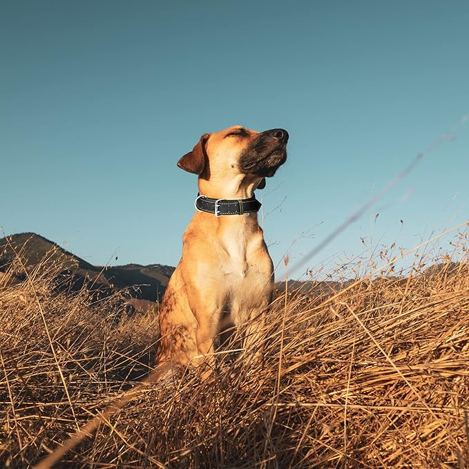 Riparo Dog Collar - Genuine Leather Dog Collars - Heavy Duty Dog Collars for Medium Large and Extra Large Dog Breeds (M: 1” Wide for 14” - 18” Neck, Black/Orange Thread)