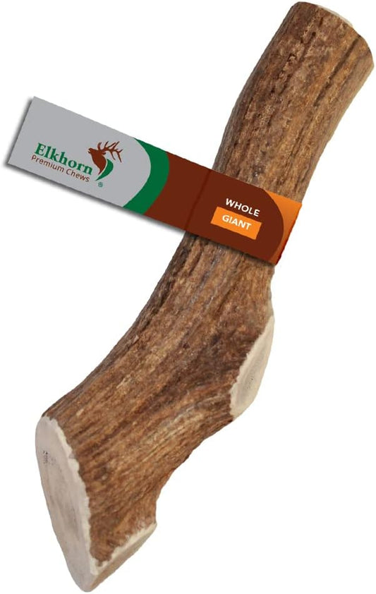Giant Whole Single Pack (for 75+ lb Dogs) Premium Grade Elk Antler for Dogs (1 Piece) Sourced in The USA