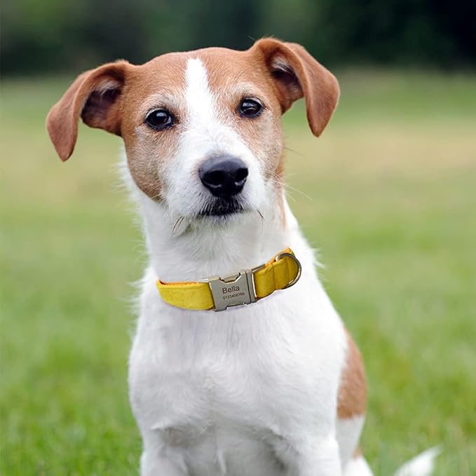 Dog Collar Custom Personalized Engraved Name and Phone Number for Puppy Small Medium Large Pets (S, Yellow)