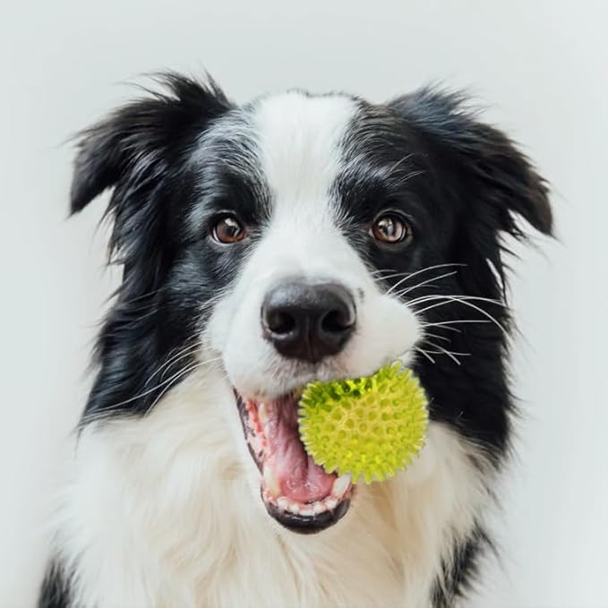 Cutie's PetBox Squeaky Rubber Spike Toy Ball for Small Dogs (2.5 Inch, Yellow)