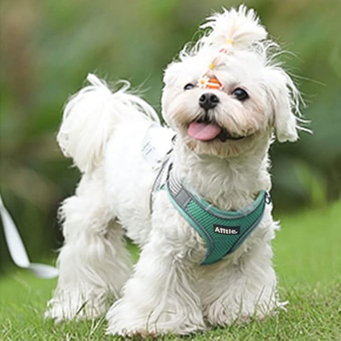 AIITLE Comfortable Dog Harness and Leash Set for Walking - Summer Step in Vest Harness,Reflective Bands, Adjustable No Pull Puppy Essentials, for Small Dogs and House Cats Turquoise XS