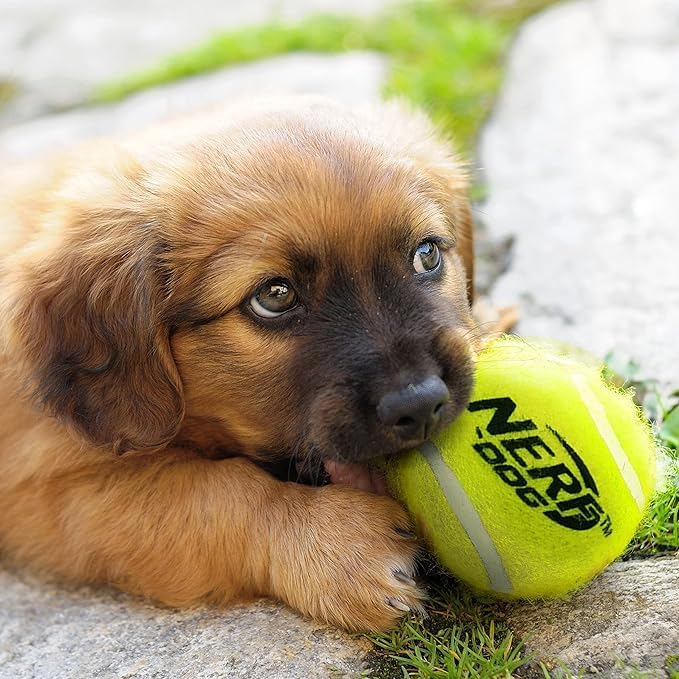Nerf Dog Tennis Ball Blaster Dog Toy Gift Set, Launches up to 75 ft, for All Breeds Includes Orange Ball Launcher and 12 Dog Tennis Balls