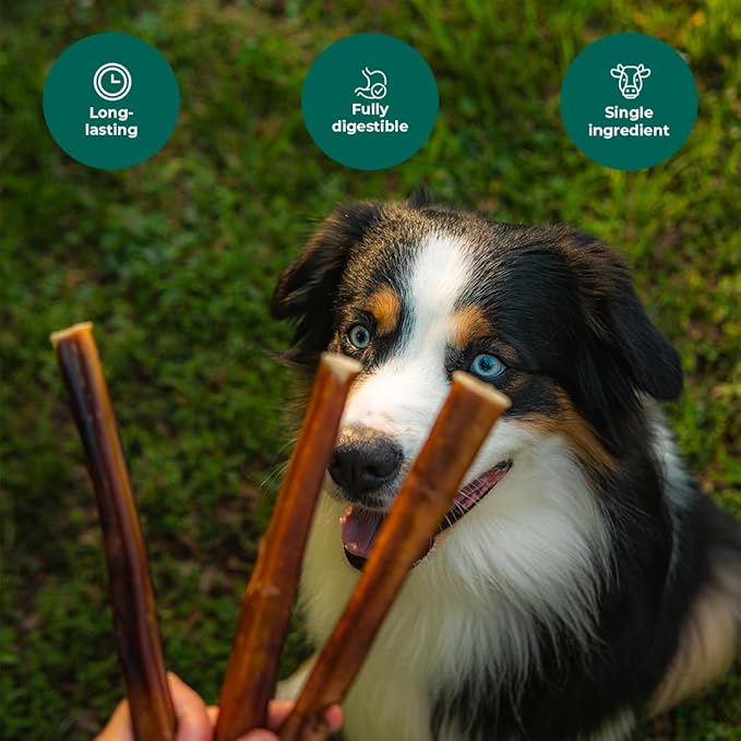Bully Sticks 6–7" — 10 Count | Natural Single-Ingredient, Long-Lasting Dog Chews; Dental Support Treats for Small, Medium & Large Dogs