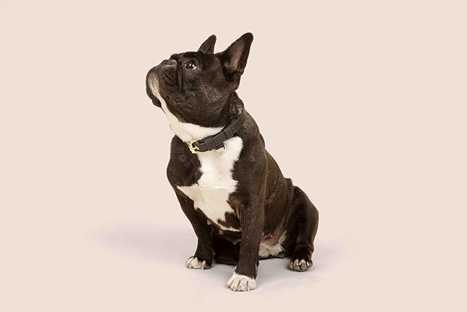 Two Tails Pet Company Cactus Vegan Leather Dog Collar, Adjustable Pet Collar with Gold Hardware and D Rings for Leash and ID Tag for Dogs and Puppies, Easy to Clean & Eco Friendly, Black, Size Small