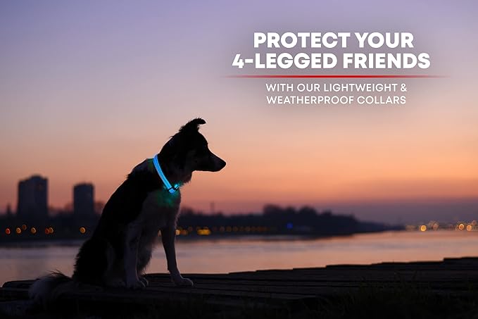 ILLUMISEEN LED Dog Collar USB Rechargeable - Bright & High Visibility Lighted Glow Collar for Pet Night Walking - Weatherproof, in 6 Colors & 6 Sizes (Blue Medium)