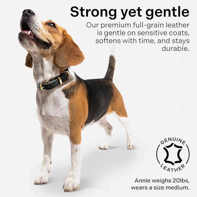 Classic Genuine Leather Dog Collar | Dog Collars for Medium Dogs, Small Dogs, Large Dogs & Extra Large Dog | Wide Dog Collar | Heavy Duty Collar (Black, Extra Large)