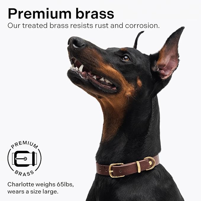 Classic Genuine Leather Dog Collar | Dog Collars for Medium Dogs, Small Dogs, Large Dogs & Extra Large Dog | Wide Dog Collar | Heavy Duty Dog Collar | Dark Brown (M: 0.8" Wide for 13.5"-16" Neck)