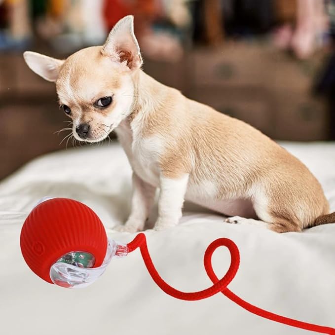 Automatic Ball for Small Dogs & Cats - Activated Moving Toy, Rechargeable, Self Play, Ball Toy with Long Tail Teaser