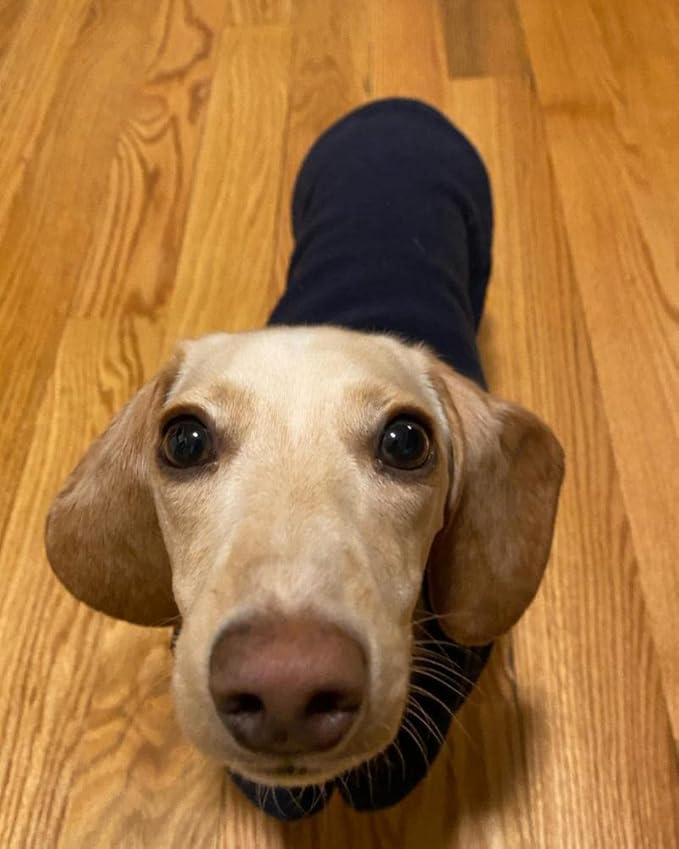 Gooby Fleece Vest Dog Sweater - Navy, Large - Warm Pullover Fleece Dog Jacket with O-Ring Leash for Small to Medium Dogs