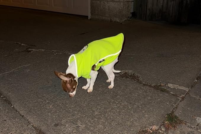 JACKO & CO - Fleece Vest Dog Sweater with Leash Ring - Soft, Warm & Lightweight Pullover Coat for Small & Medium Dogs, Puppies & Cats - Cozy Fall/Winter/Spring Pet Jacket (Lime Green, Medium 6-10lbs)