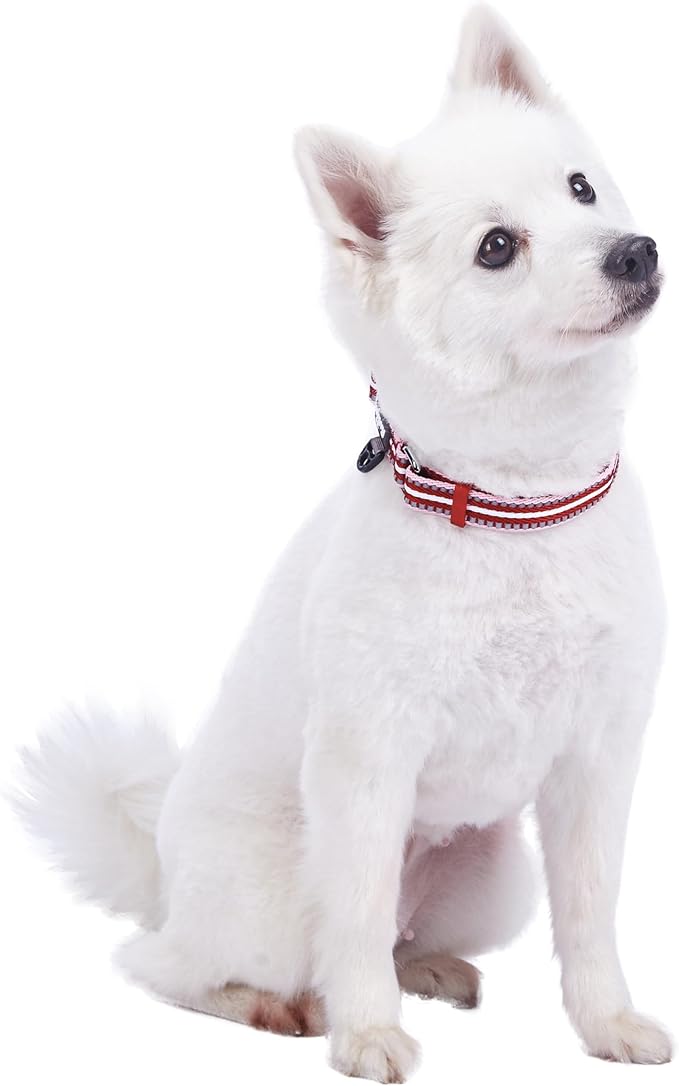 Blueberry Pet Safety Dog Collar with Dual D-Rings | 3M Reflective Multi-Colored Adjustable Collar in Marsala Red and Pink | Soft Nylon Dog Collar for Active Medium Dogs