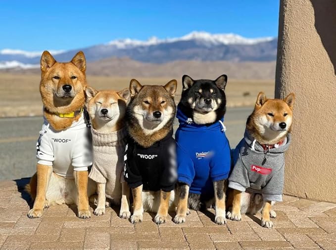 ChoChoCho Stylish Dog Hoodie Dog Clothes Streetwear Cotton Sweatshirt Fashion Outfit for Dogs Cats Puppy Small Medium Large (4XL, White)