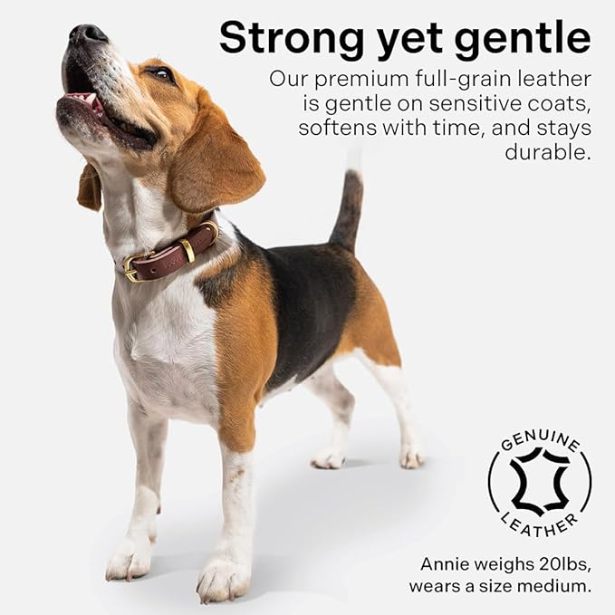 Classic Genuine Leather Dog Collar | Dog Collars for Medium Dogs, Small Dogs, Large Dogs & Extra Large Dog | Wide Dog Collar | Heavy Duty Dog Collar | Dark Brown (XL: 1.2" Wide for 18.5"-21" Neck)