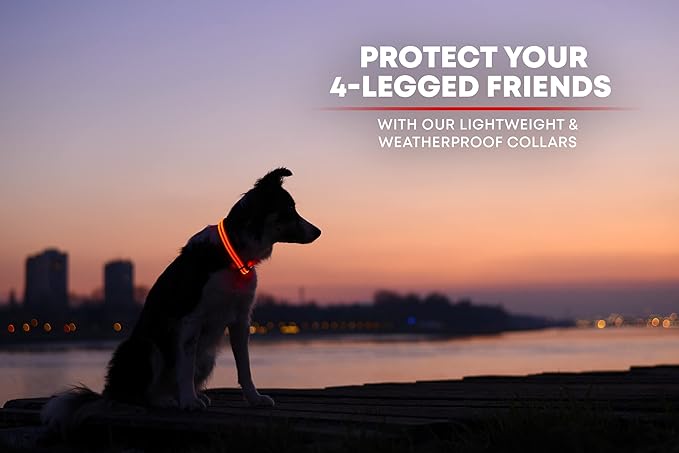ILLUMISEEN LED Dog Collar USB Rechargeable - Bright & High Visibility Lighted Glow Collar for Pet Night Walking - Weatherproof, in 6 Colors & 6 Sizes (Red Small)