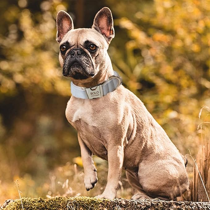 Dog Collar Custom Personalized Engraved Name and Phone Number for Puppy Small Medium Large Pets (S, Cream)
