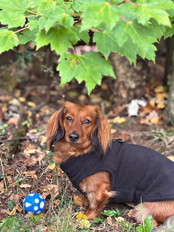 JACKO & CO - Fleece Vest Dog Sweater with Leash Ring - Soft, Warm & Lightweight Pullover Coat for Small & Medium Dogs, Puppies & Cats - Cozy Fall/Winter/Spring Pet Jacket (Black, Large 10-16lbs)