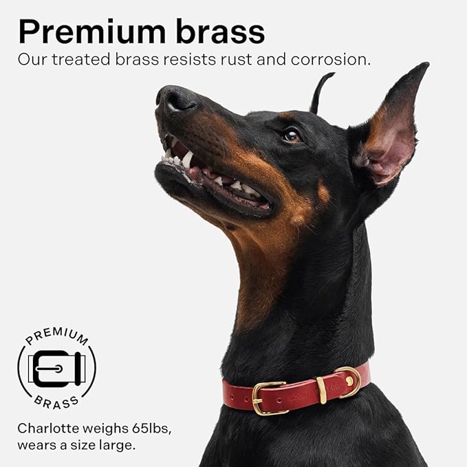 Classic Genuine Leather Dog Collar | Dog Collars for Medium Dogs, Small Dogs, Large Dogs & Extra Large Dog | Wide Dog Collar | Heavy Duty Collar (Red, XX Large)