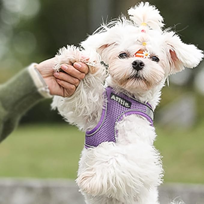 AIITLE Small Harness for Puppy with A Leash - Summer Dog Vest Harness with Super Breathable Mesh, Reflective No-Pull Pet Harness for Outdoor Walking, Camping for Small Dogs, Cats Purple XXS