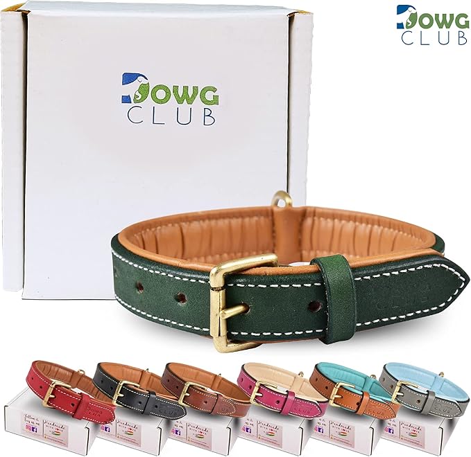 Genuine Leather Dog Collar | Full Grain, Heavy Duty, Comfortable, Padded, Strong | Best for Pups, Small, Medium, Large & XL Breeds (Large (Fit Neck Size 18.5"-22.5"), Teal Green)