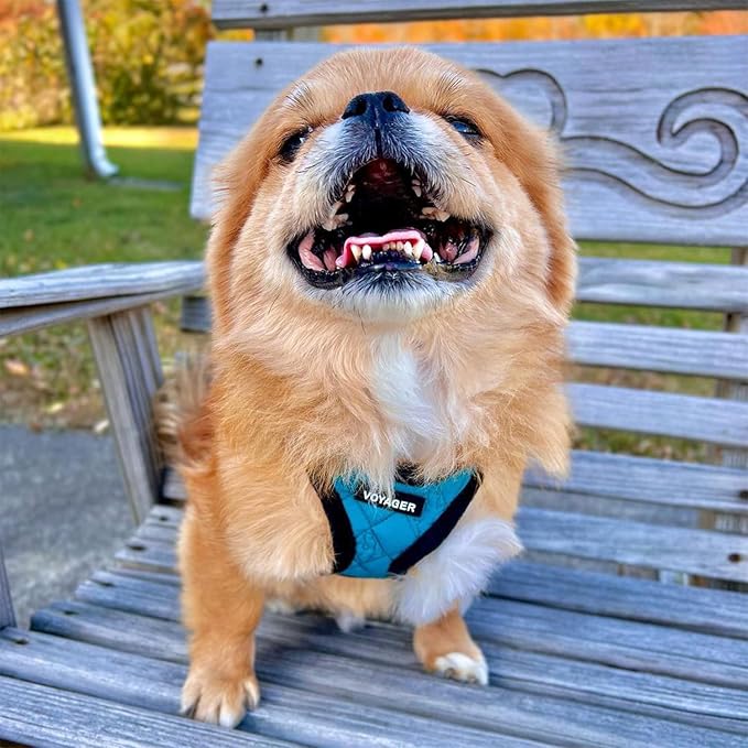 Best Pet Supplies - All Weather Mesh / Plush, Reflective, No Pull Harness for Small, Medium Dogs, Cats - Secure with Hook & Loop Fastener, Buckle, Double D-Rings - Turquoise Plush, XS