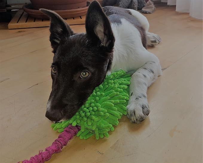 Dingo Dog Tug of War Toy - Outdoor Dog Toy with Bungee for Training, Shaggy Dog Toy, Soft Nubby-Textured, Noodle Plush with, Motivation and Fun, 15575, Assorted Colors