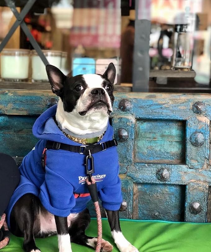 ChoChoCho Stylish Streetwear Blue Dog Sweatshirt Tracksuits, Cats Hoodies, Dog Outfit for Cat Puppy Small Medium (4XL)