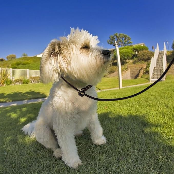 Guiding Star Leather Slip Lead Dog Leash for Small Dogs & Puppies 6 Ft x 1/4 Inch,Luxurious and Lightweight Leather Training Dog Leash for Walking with Soft Handle (Brown)