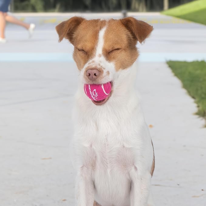 Best Pet Supplies Interactive Squeaky Dog Chew Toy, Ideal Dog Toys for Chewers, Small, Medium & Large Dogs, and Fetch Lovers - Tennis (Assorted Color), Small (Pack of 4)