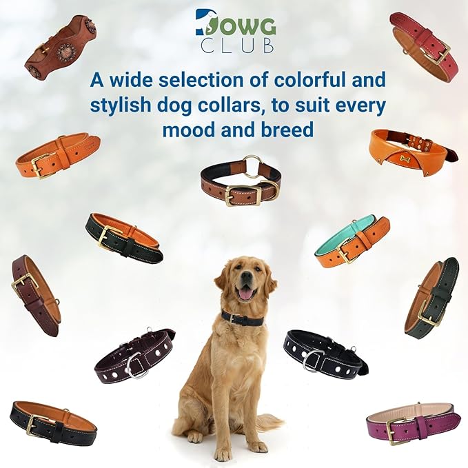 Genuine Leather Dog Collar | Full Grain, Heavy Duty, Comfortable, Padded, Strong | Best for Pups, Small, Medium, Large & XL Breeds (Medium (Fit Neck Size 14.5"-18.5"), Teal Green)