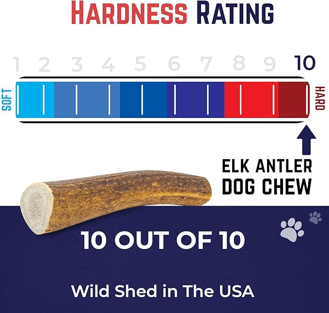 Devil Dog Pet Co. Elk Antlers for Dogs, Medium 5"+, 1 Pack, Grade A Long Lasting Chew for Aggressive Chewers, Premium USA Naturally Shed Antler – Healthy, No Odor, Durable Dog Chew