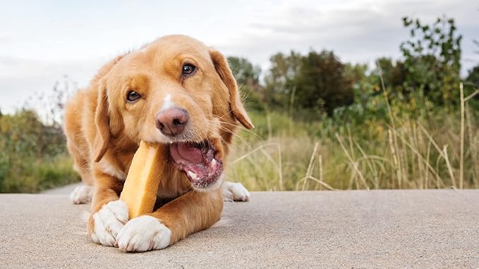 peaksNpaws Yak Cheese, High Protein, Himalayan Dogs Chews, Natural Dog Treats, Lactose Free, Long Lasting Dogs Treat for Aggressive Chewers Under 55 lbs, 8 Large Chew Sticks