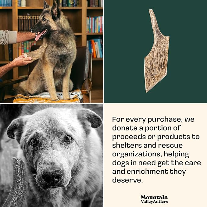 Mountain Valley Moose Antlers for Dogs - 100% Natural & Organic Chew for Aggressive Chewers, No Odor, No Mess, Long Lasting - Wild-Foraged Naturally Shed Antlers in USA - Grade A, Whole Large (1 Pack)