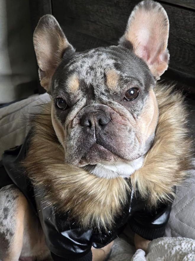 LESYPET Dog Leather Jacket for Small Dogs, Waterproof Dog Winter Jacket Puppy Coat with Fleece Lined, Ultra Warm Fur Collar Doggie Coat, Black X-Large