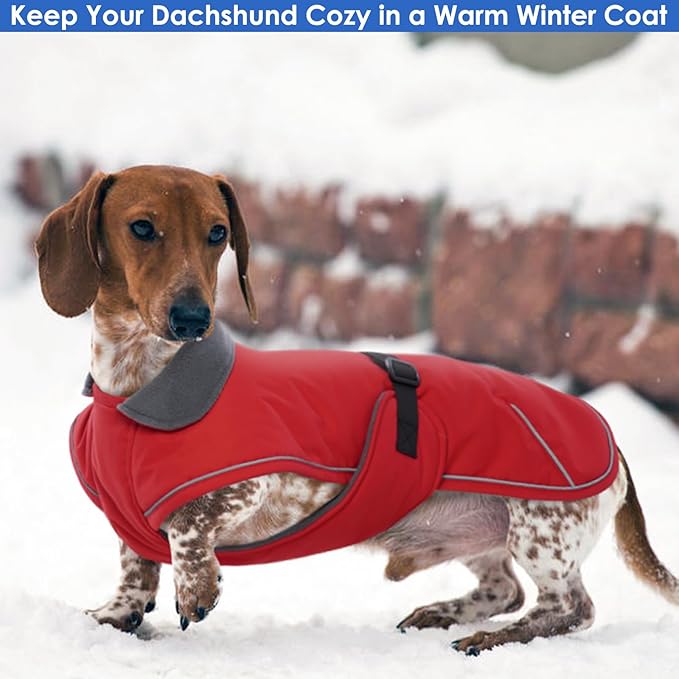 Windproof Waterproof Dog Coat for Dachshund -Red,XSmall- Miniature Dachshund Clothes, Small Dog Coat with Harness Built in, Reflective Dachshund Jacket with Adjustable Buckle Closure