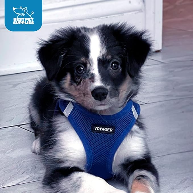 Voyager Step-In Air Dog Harness by Best Pet Supplies - All Weather Mesh Step in Vest Harness for Small and Medium Dogs, Royal Blue, size XS - Chest: 13 - 14.5"
