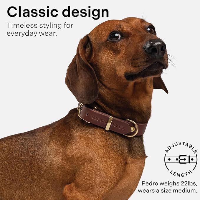 Classic Genuine Leather Dog Collar | Dog Collars for Medium Dogs, Small Dogs, Large Dogs & Extra Large Dog | Wide Dog Collar | Heavy Duty Dog Collar | Dark Brown (M: 0.8" Wide for 13.5"-16" Neck)