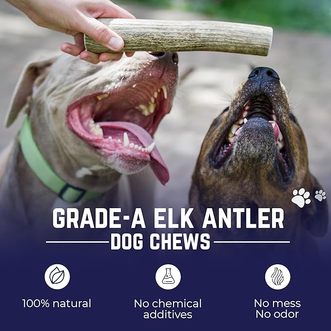 Devil Dog Pet Co. Elk Antlers for Dogs, Small 4"+, 1 Pack, Grade A Long Lasting Chew for Aggressive Chewers, Premium USA Naturally Shed Antler – Healthy, No Odor, Durable Dog Chew