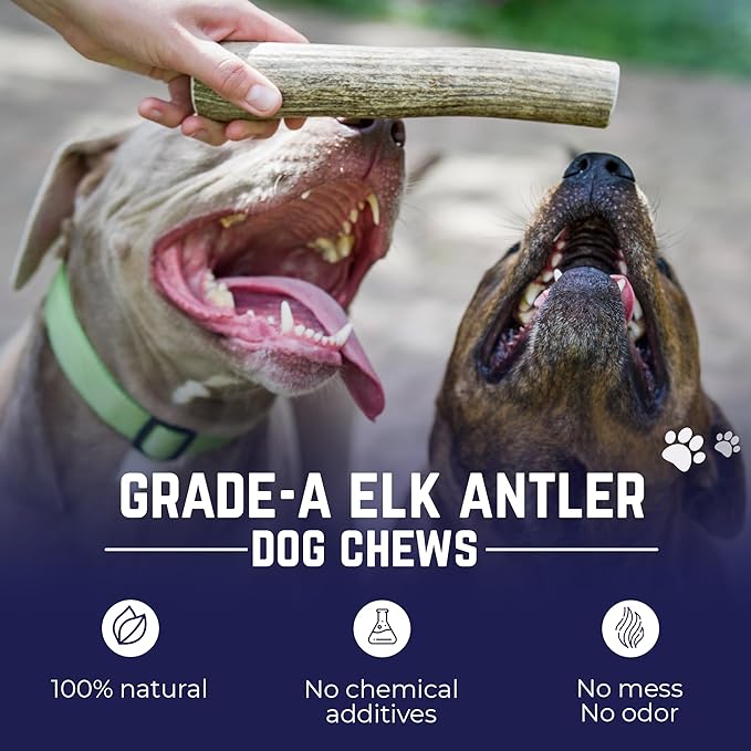 Devil Dog Pet Co. Elk Antlers for Dogs, Medium 5"+, 1 Pack, Grade A Long Lasting Chew for Aggressive Chewers, Premium USA Naturally Shed Antler – Healthy, No Odor, Durable Dog Chew