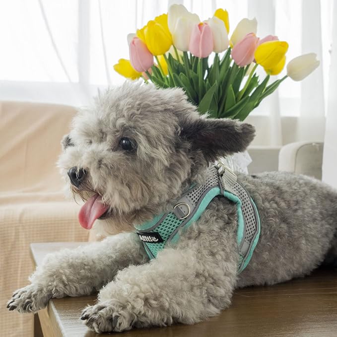 AIITLE Escape Proof Dog Harness - Step in Adjustable Dog Harness No Choke Over with Breathable Mesh for Summer- Outdoor Walking, Camping, Training for Medium Dogs Turquoise XL