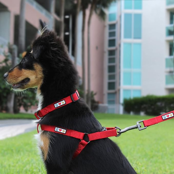 Pawtitas Personalized Dog Leash Embroidered Customize with Your Pet Name & Phone Number Puppy 6 ft Long Medium Large Purple Custom Engraved, Customized M/L (Pack of 1)