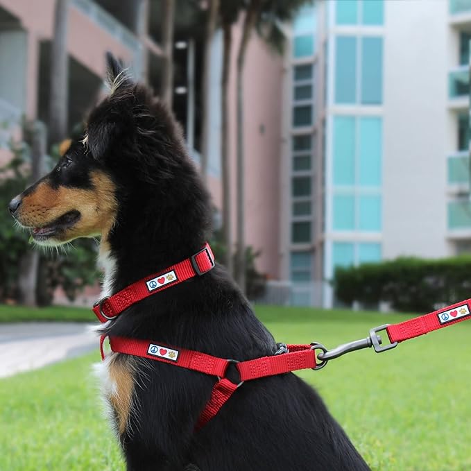 Pawtitas 6 FT Solid Color Leash Puppy Leash Dog Leash Comfortable Handle Dog Training Leash 6 ft Dog Leash Medium Dog Leash/Large Dog Leash Green Dog Leash