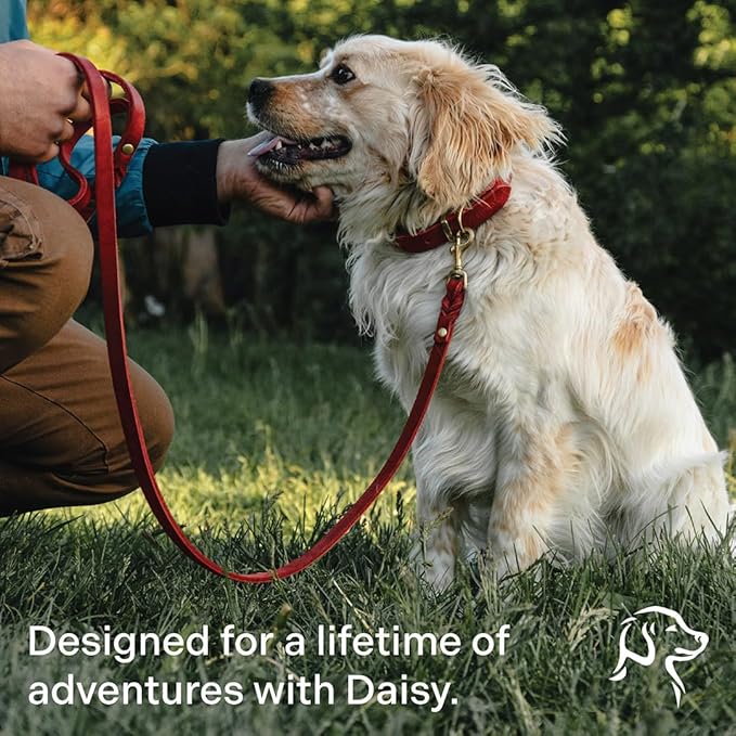 Classic Genuine Leather Dog Collar | Dog Collars for Medium Dogs, Small Dogs, Large Dogs & Extra Large Dog | Wide Dog Collar | Heavy Duty Collar (Red, XX Large)