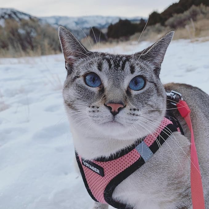 Best Pet Supplies Voyager Step-in Air Harness - All Weather Mesh, Reflective, No Pull Harness for Dogs, Cats - Secure with Hook & Loop Fastener, Buckle, Double D-Rings - Pink/Black Trim, XXXS