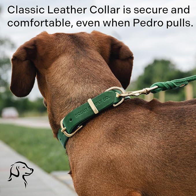 Classic Genuine Leather Dog Collar | Dog Collars for Medium Dogs, Small Dogs, Large Dogs & Extra Large Dog | Wide Dog Collar | Heavy Duty Collar (Green, XX Large)