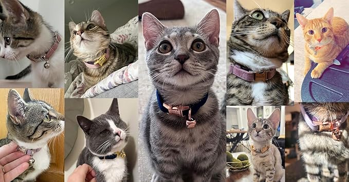 Personalized Cat Collar with Bells,Velvet Customized Small Cat Collar with Name Tag,Pet Collar with Name Phone Number Engraved ID Tags for Boy and Girl Kitten Cats (Mint Powder)